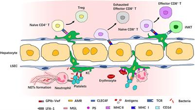 Intravital Imaging of Inflammatory Response in Liver Disease